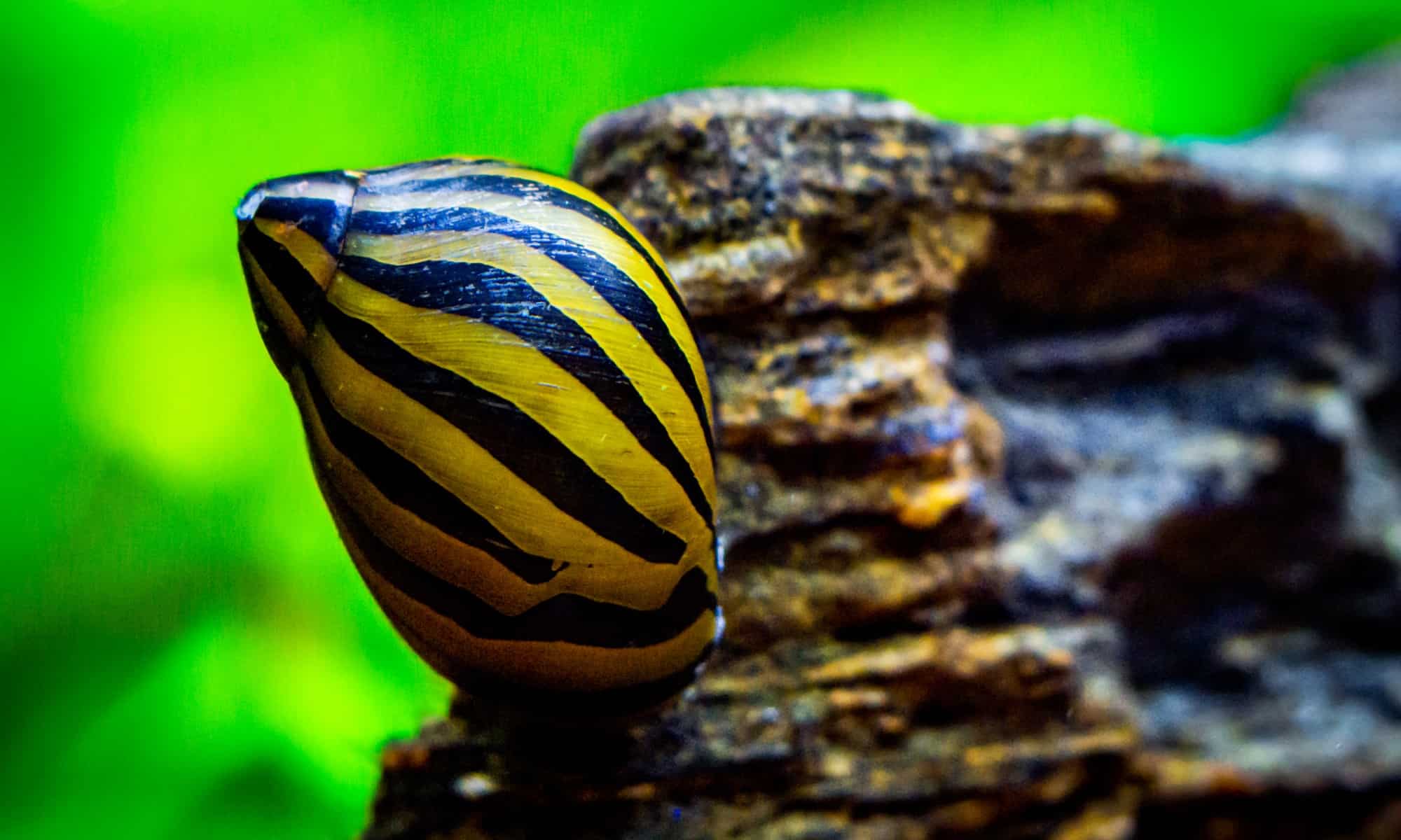 Snails