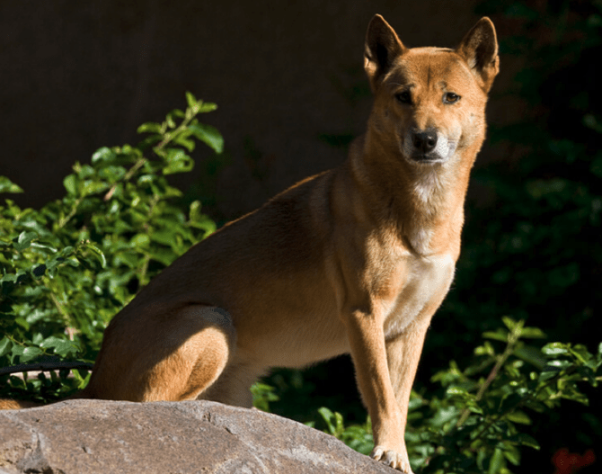 New Guinea Singing Dog