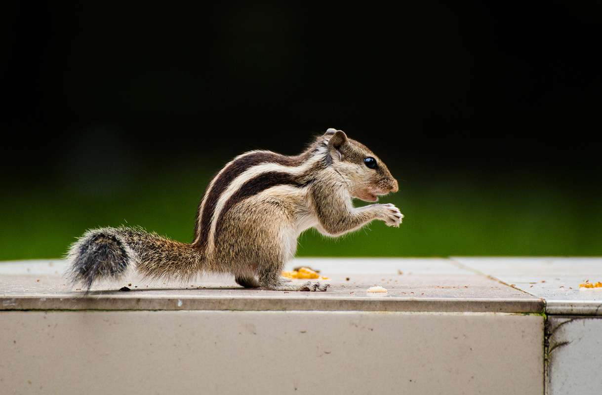 Northern Palm Squirrel