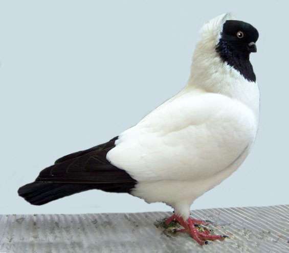 Nun Pigeon