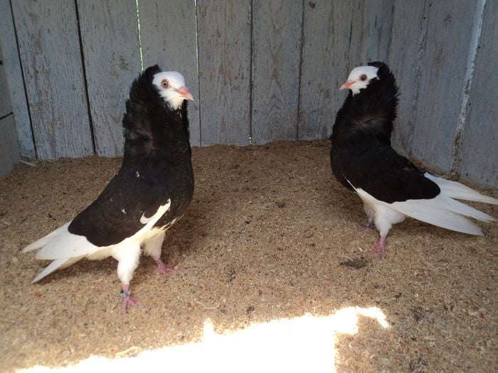Old Dutch Capuchine Pigeon