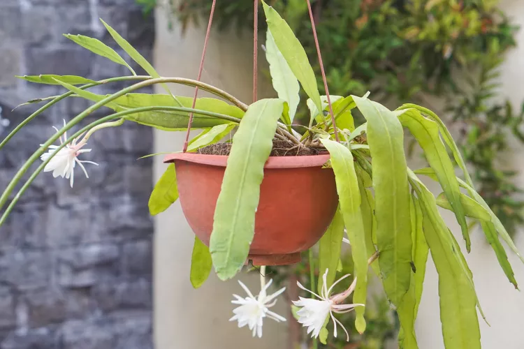 Orchid Cactus
