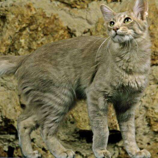 Oriental Longhair