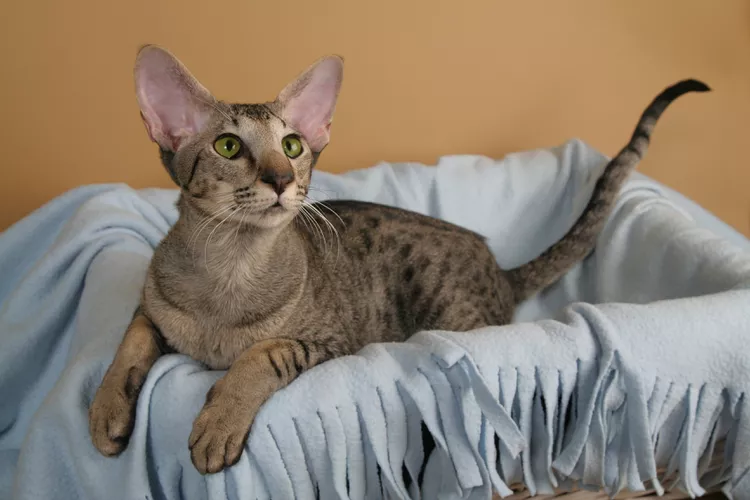 Oriental Shorthair