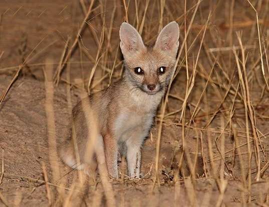Pale Fox
