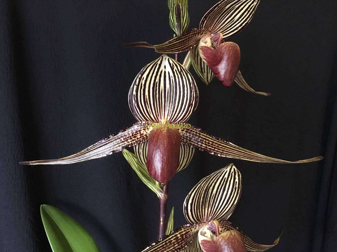 Paphiopedilum rothschildianum