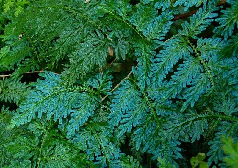 Peacock Fern