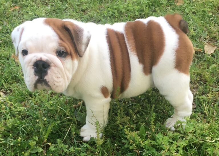 Piebald American Bully (S Locus on MITF Gene)