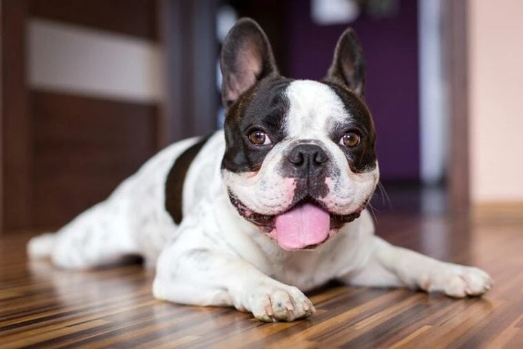 Pied French Bulldog (S/S on S locus)