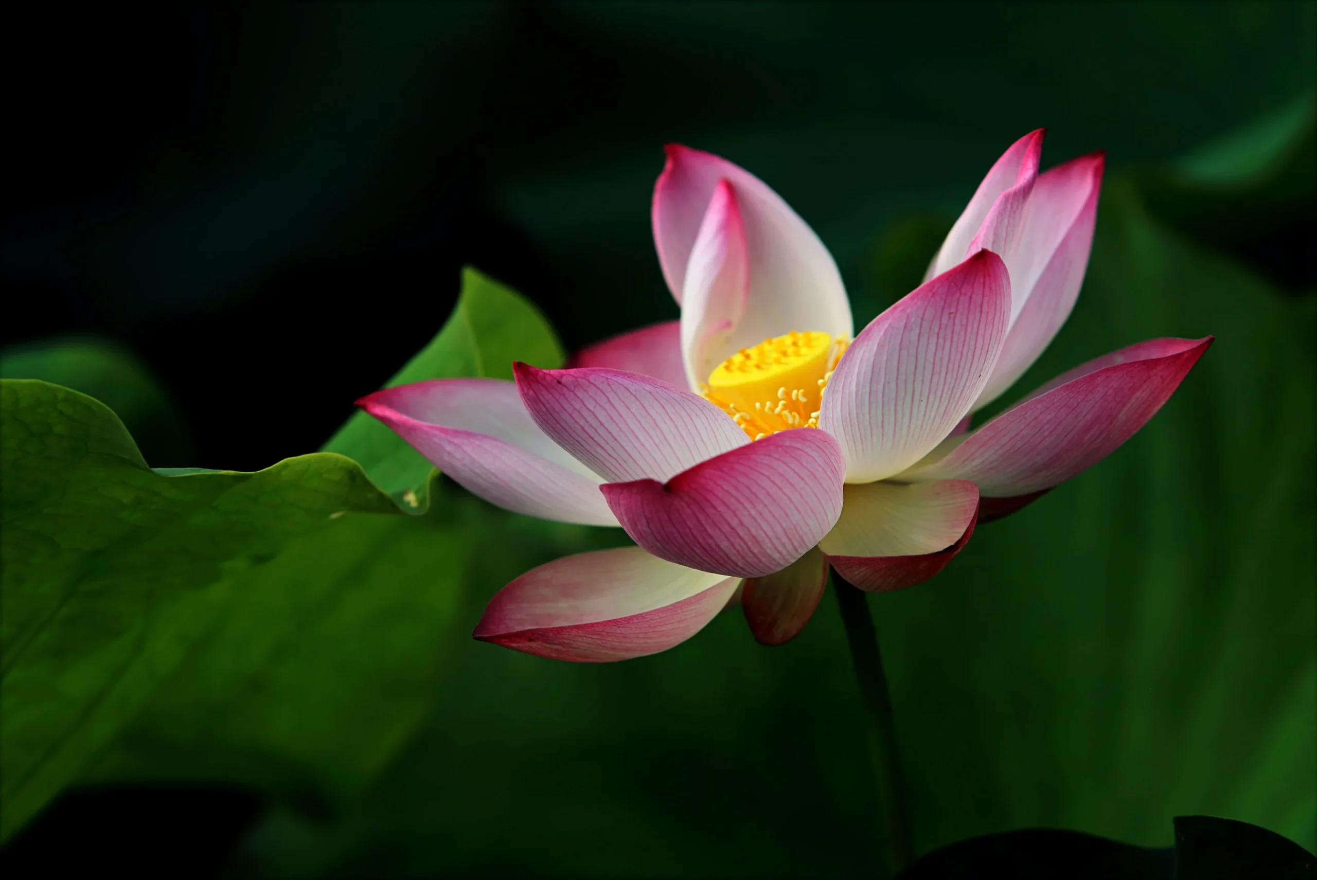 Pink Lotus
