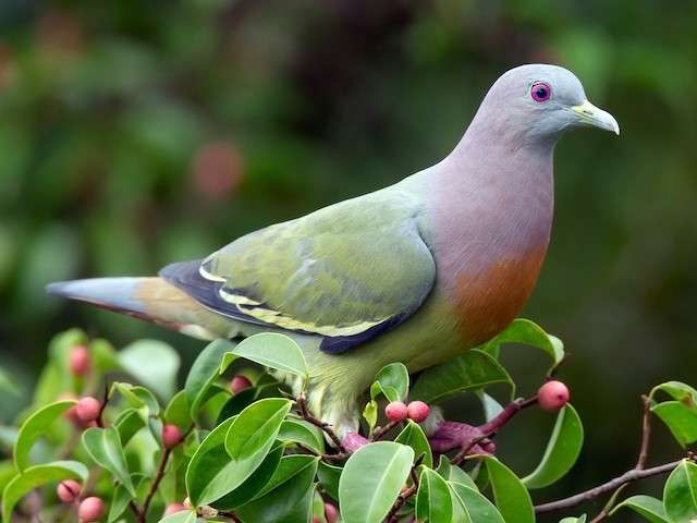 Pink-Necked Green Pigeon