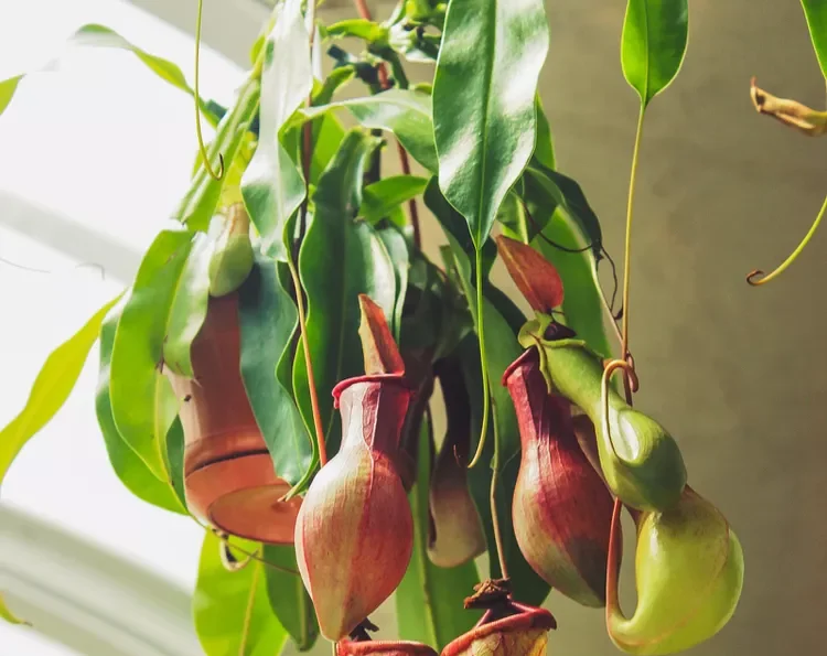 Pitcher Plant