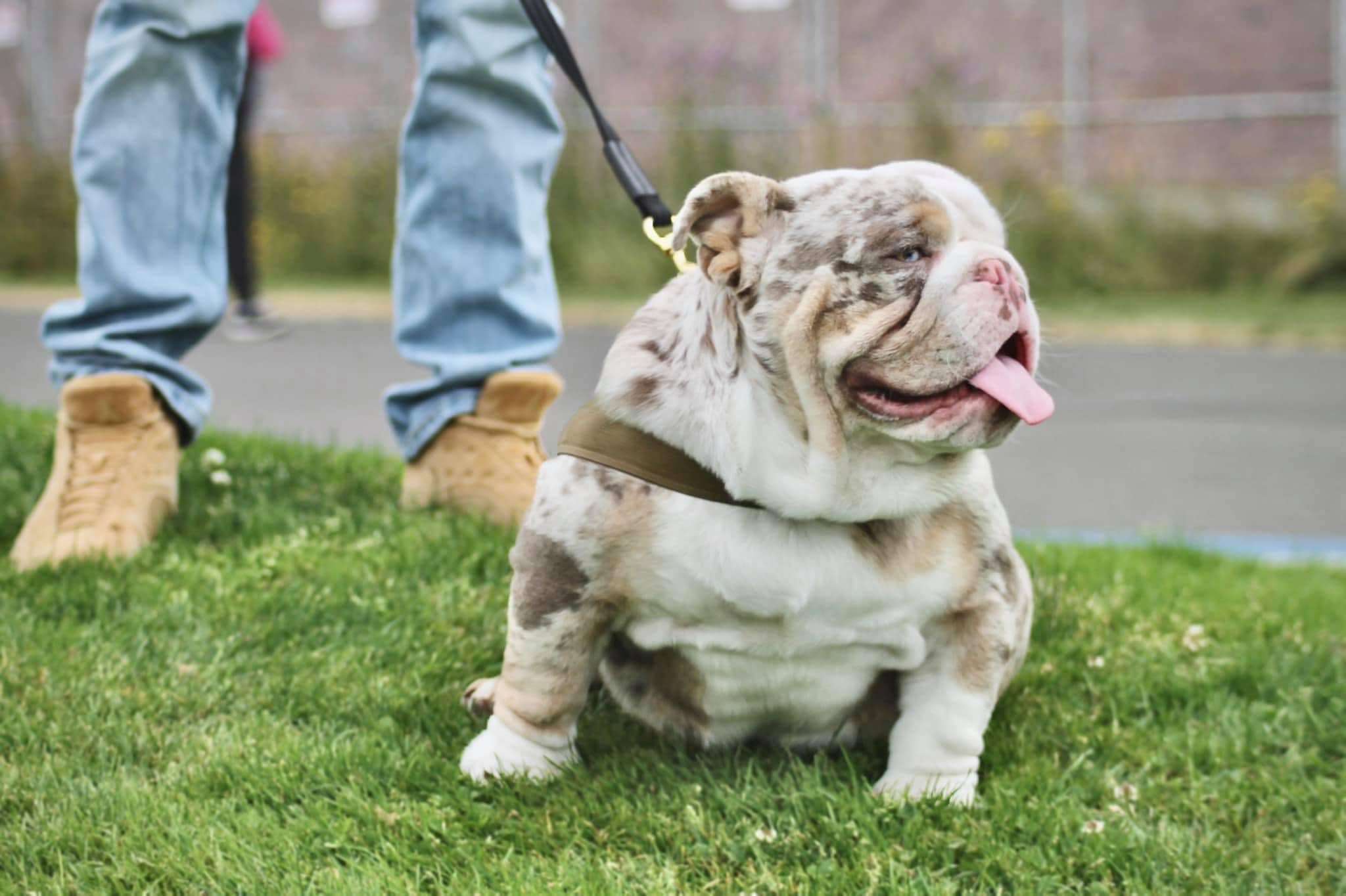 Platinum English Bulldog (Platinum Gene)