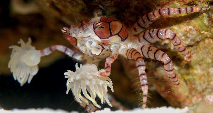 Crabs