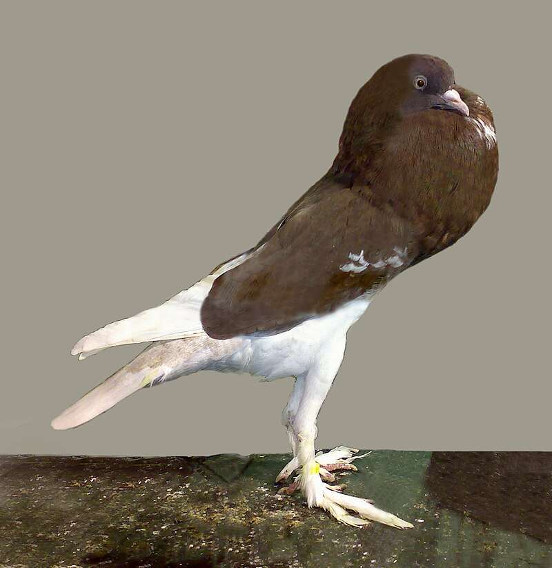Pouter Pigeon