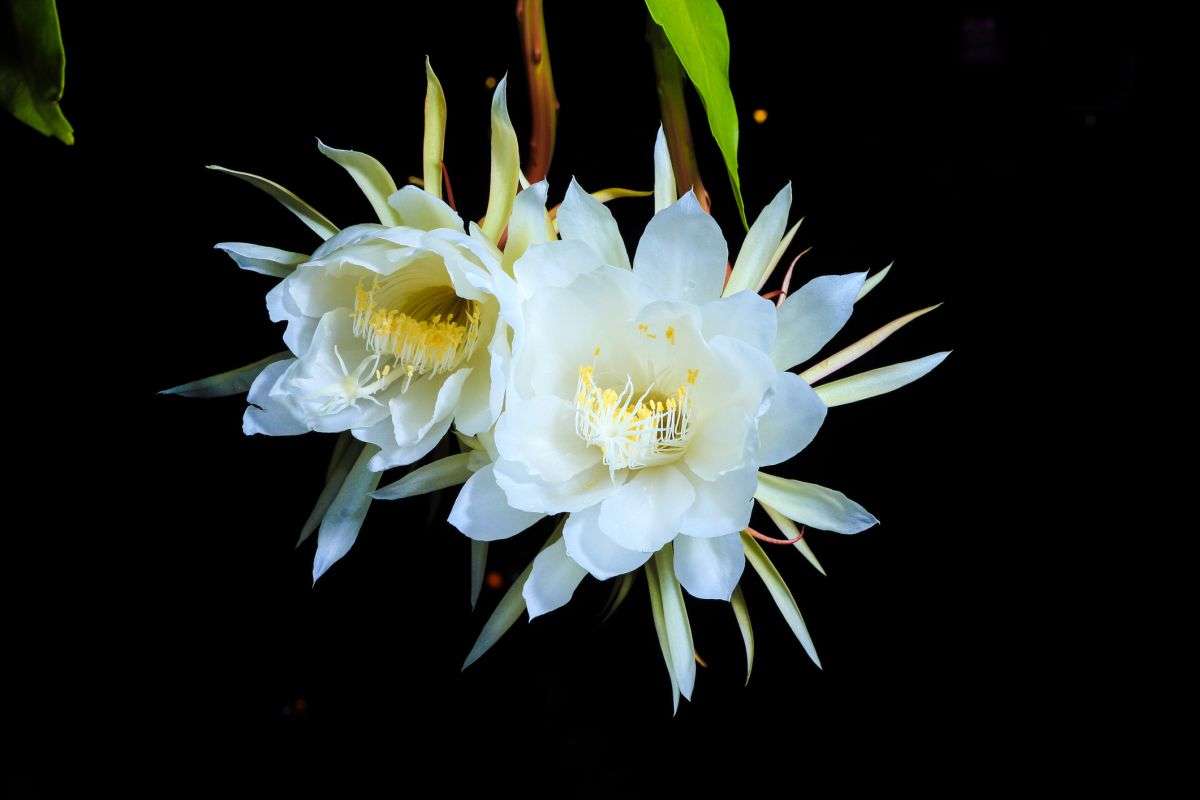 Queen of the Night