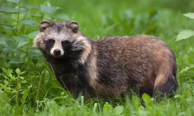Raccoons Dog
