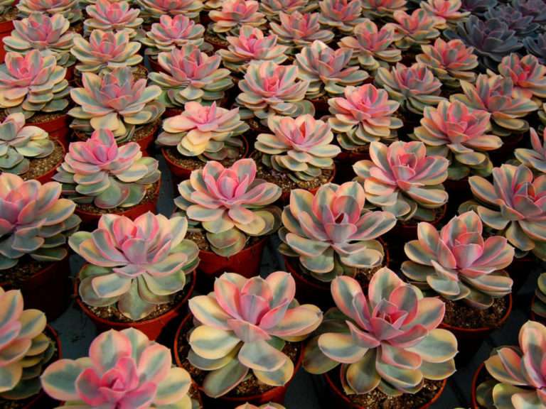 Rainbow Echeveria