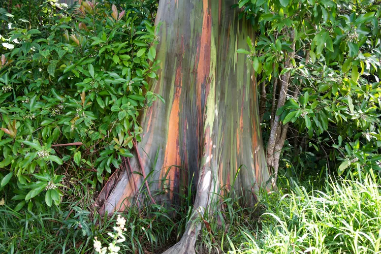 Rainbow Eucalyptus