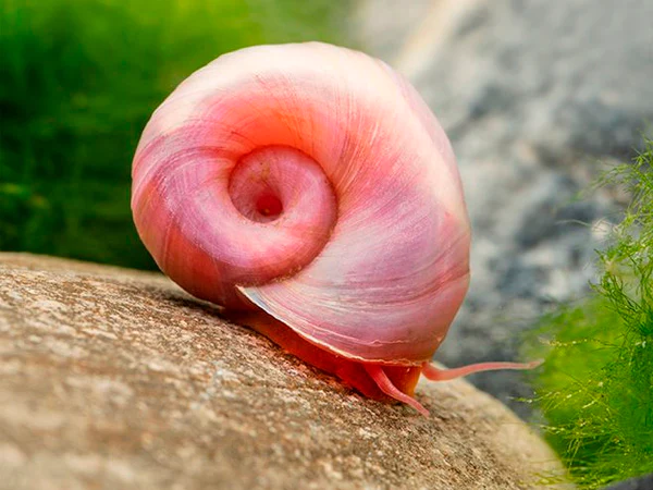 Ramshorn Snail
