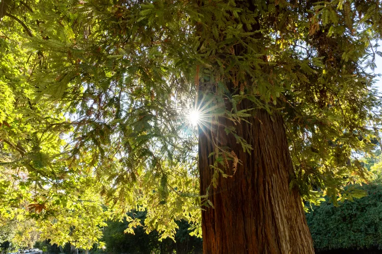 Redwood Tree