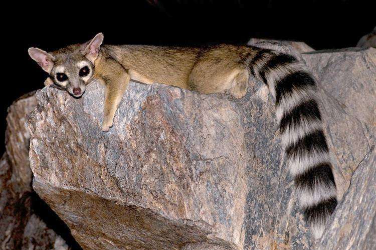 Ring-Tailed