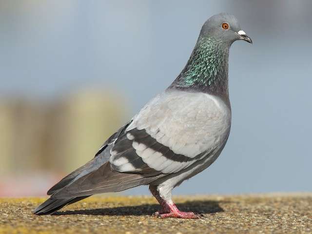Rock Dove