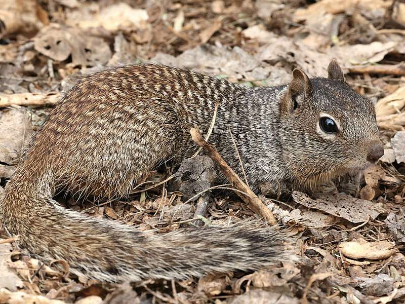 Rock Squirrel