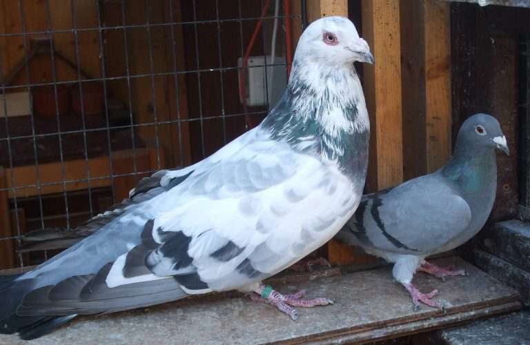 Runt Pigeon
