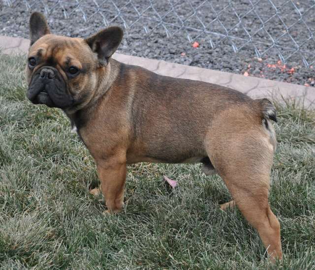 Sable French Bulldog (AGOUTI or A Gene)