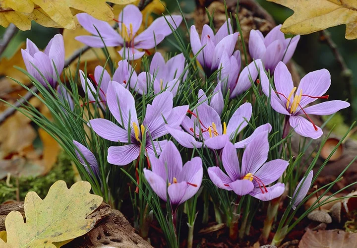 Saffron Crocus