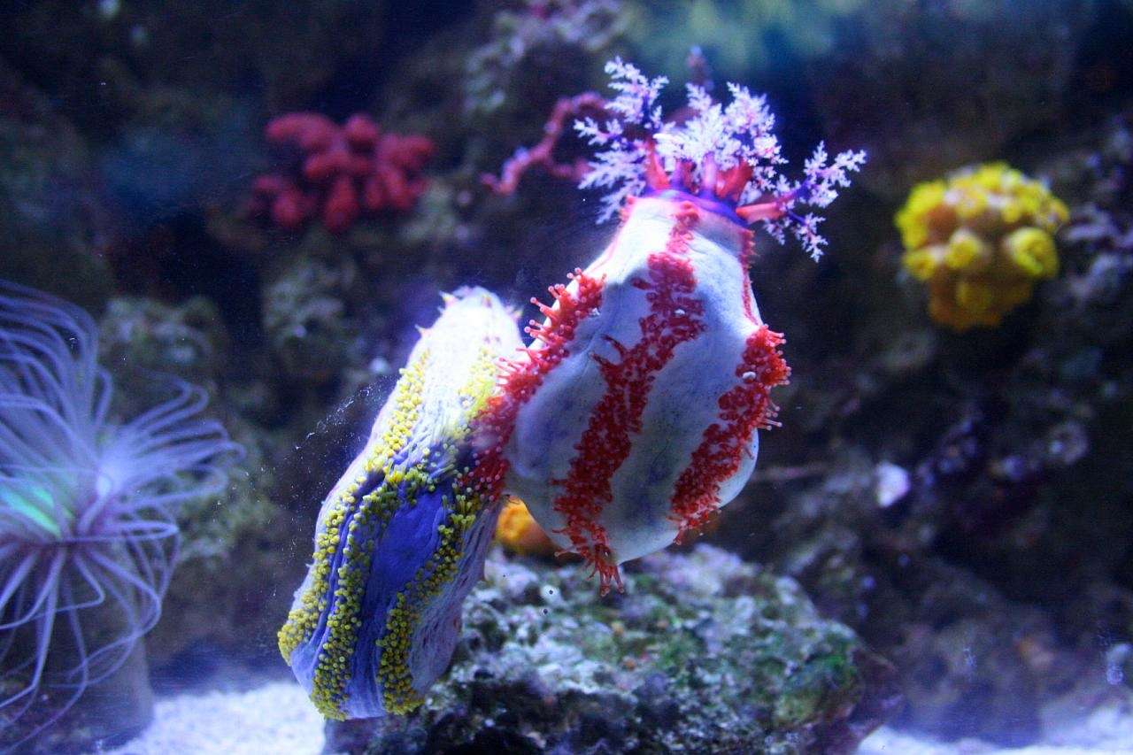 Sea Cucumbers