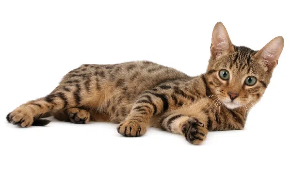 Serengeti Cat