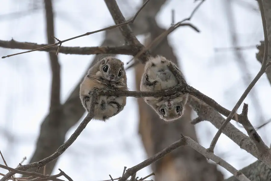 Siberian Flying Squirrel