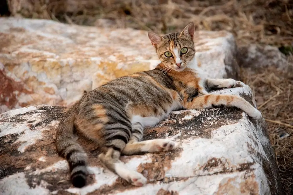 Sokoke Cat