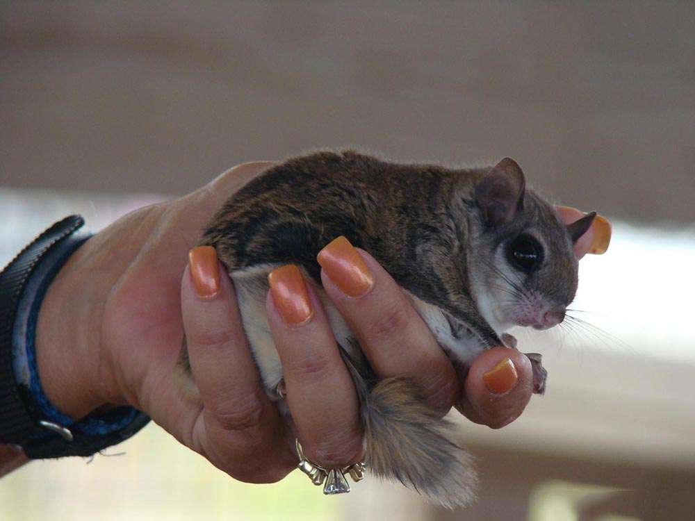 Southern Flying Squirrel