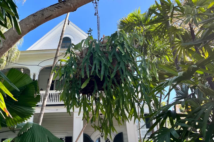 Staghorn Fern