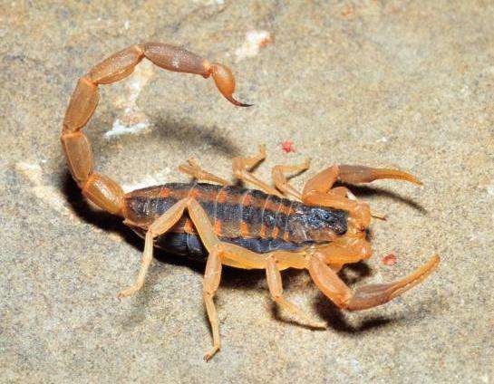Scorpions