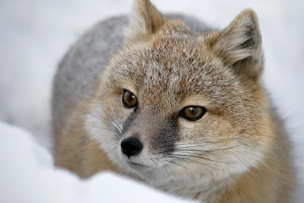 Swift Fox