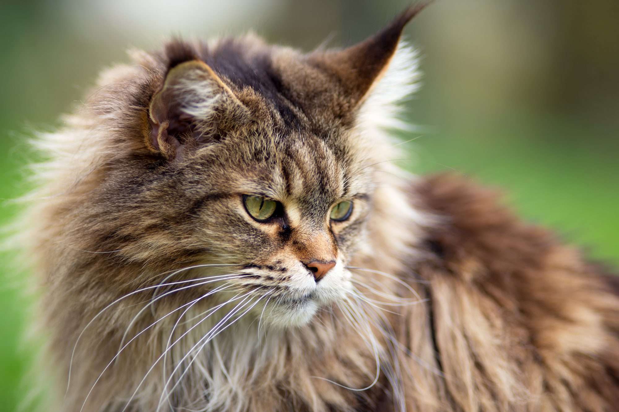 Tabby Cat
