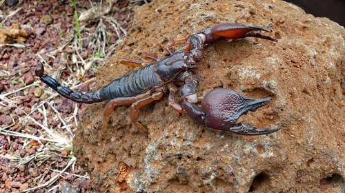 Tanzanian Red-Clawed Scorpion