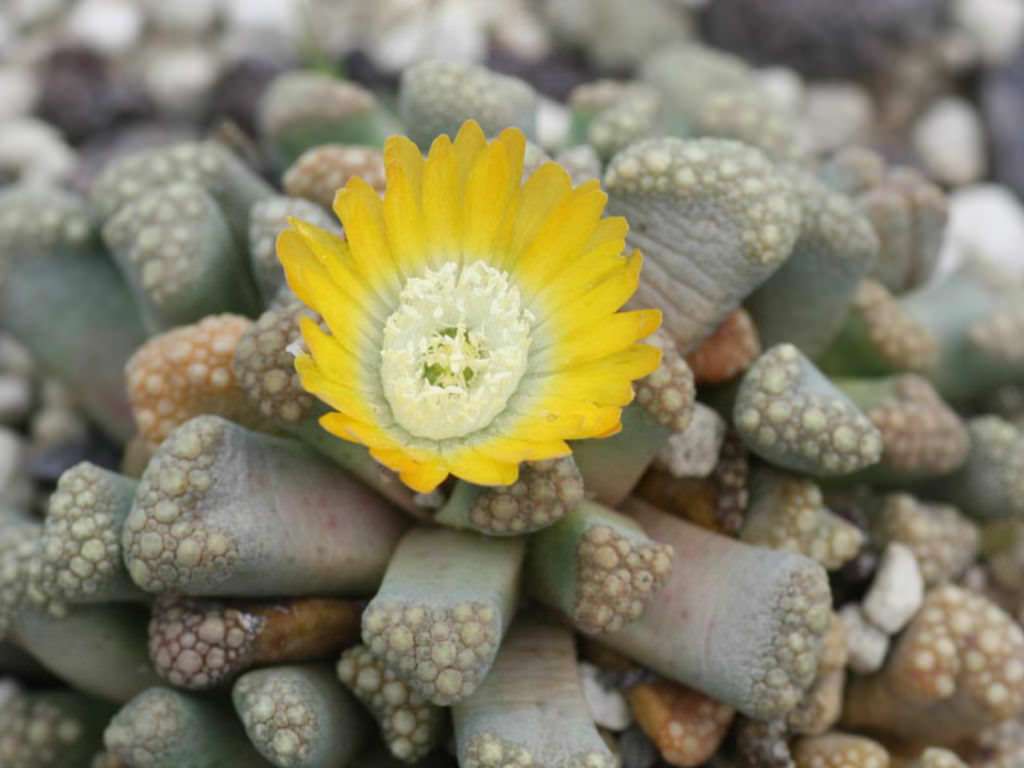 Titanopsis schwantesii