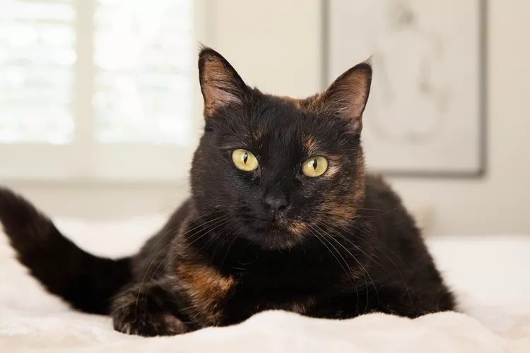 Tortoiseshell Cat