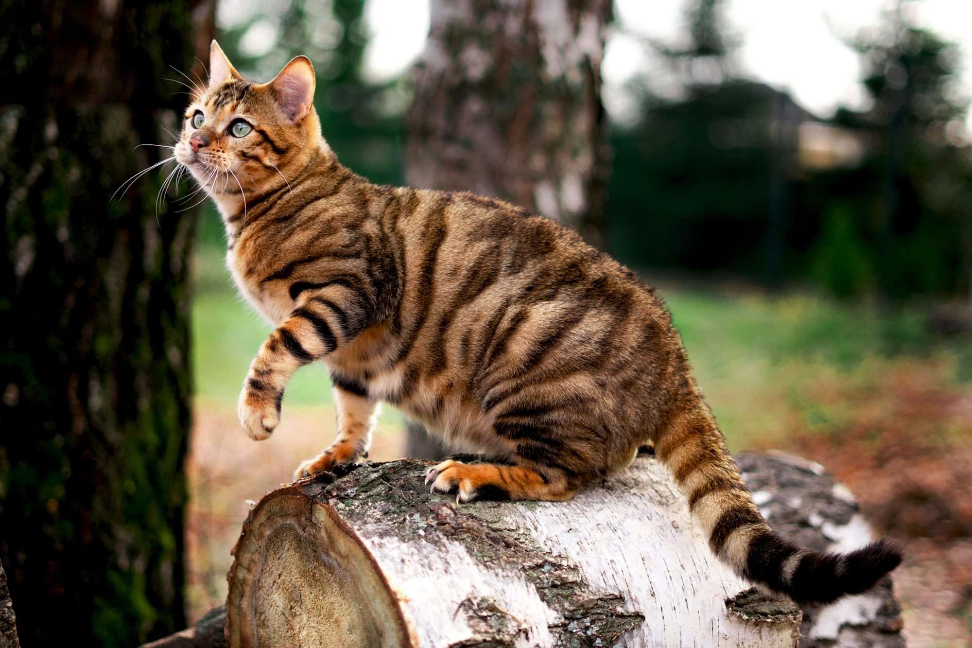 Toyger Cat