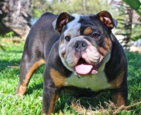 Tri Color English Bulldog (ASIP Gene)