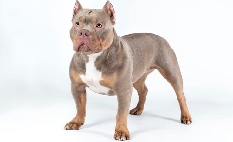 Tri-Color Coat American Bully (AGOUTI or A Locus)