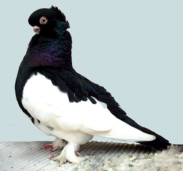 Tumbler Pigeon