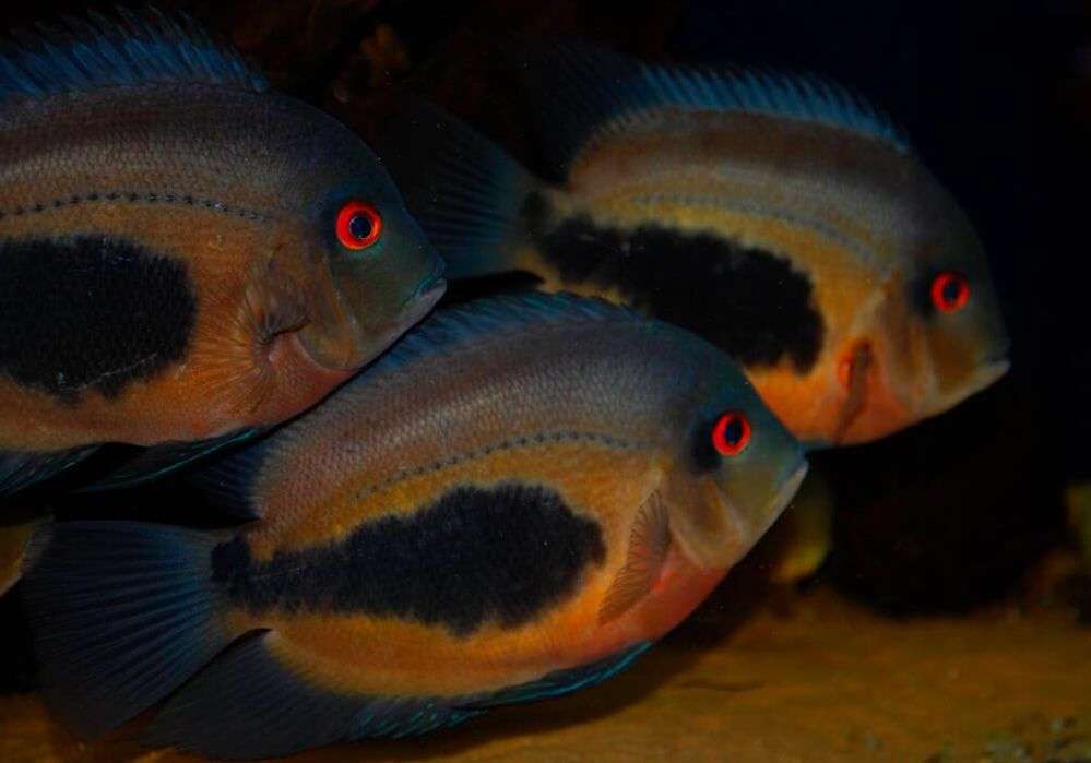 Uaru Cichlid