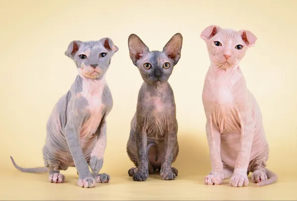 Ukrainian Levkoy Cat