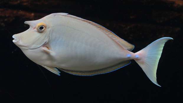Unicorn Tang Fish